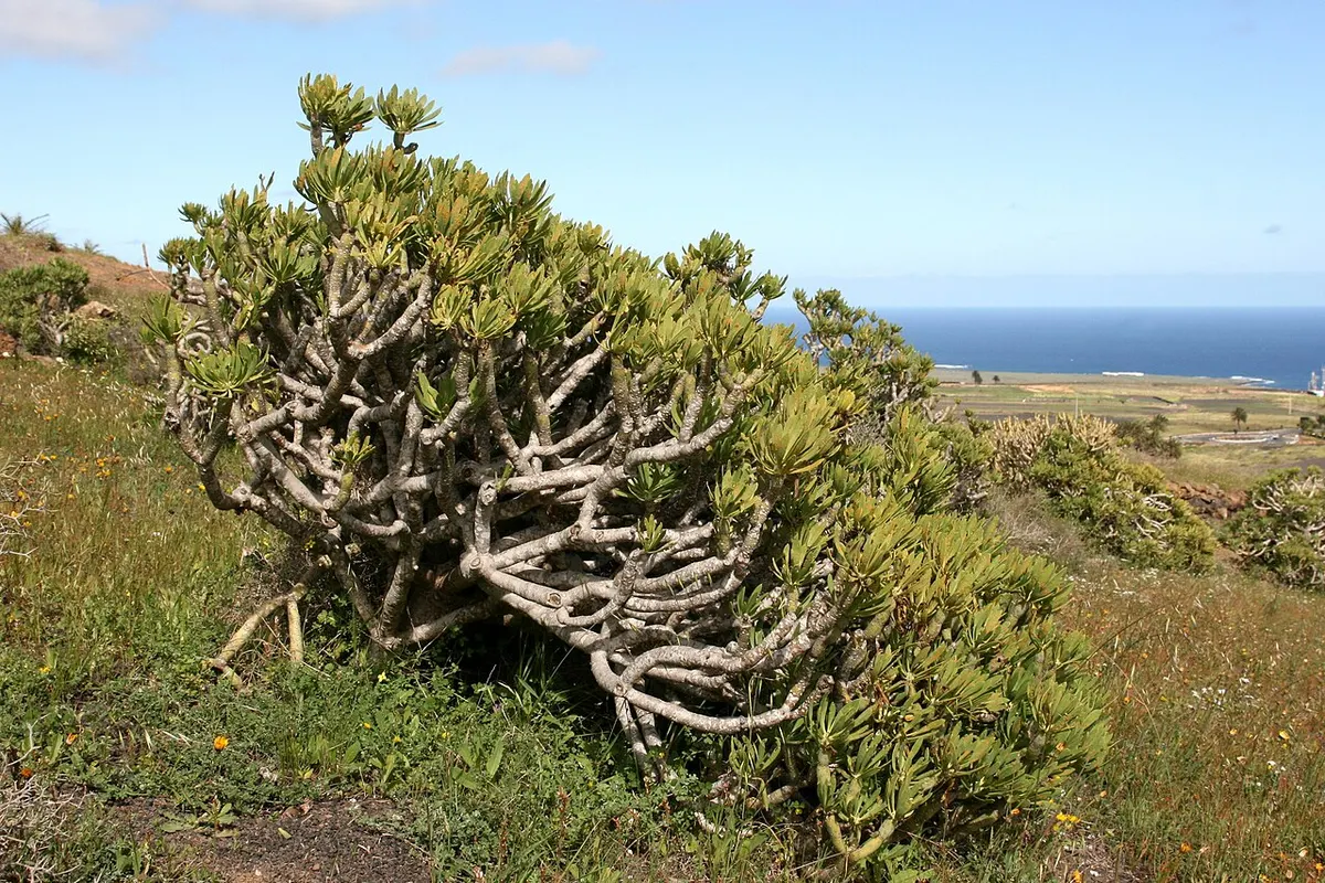 Verode / Bejeque (Kleinia neriifolia) — foto real