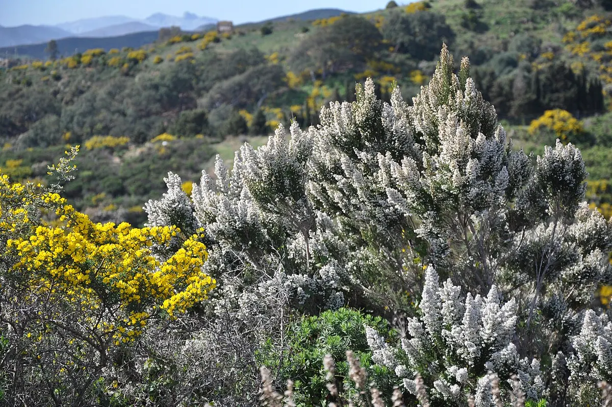 Brezo (Erica arborea) — foto real