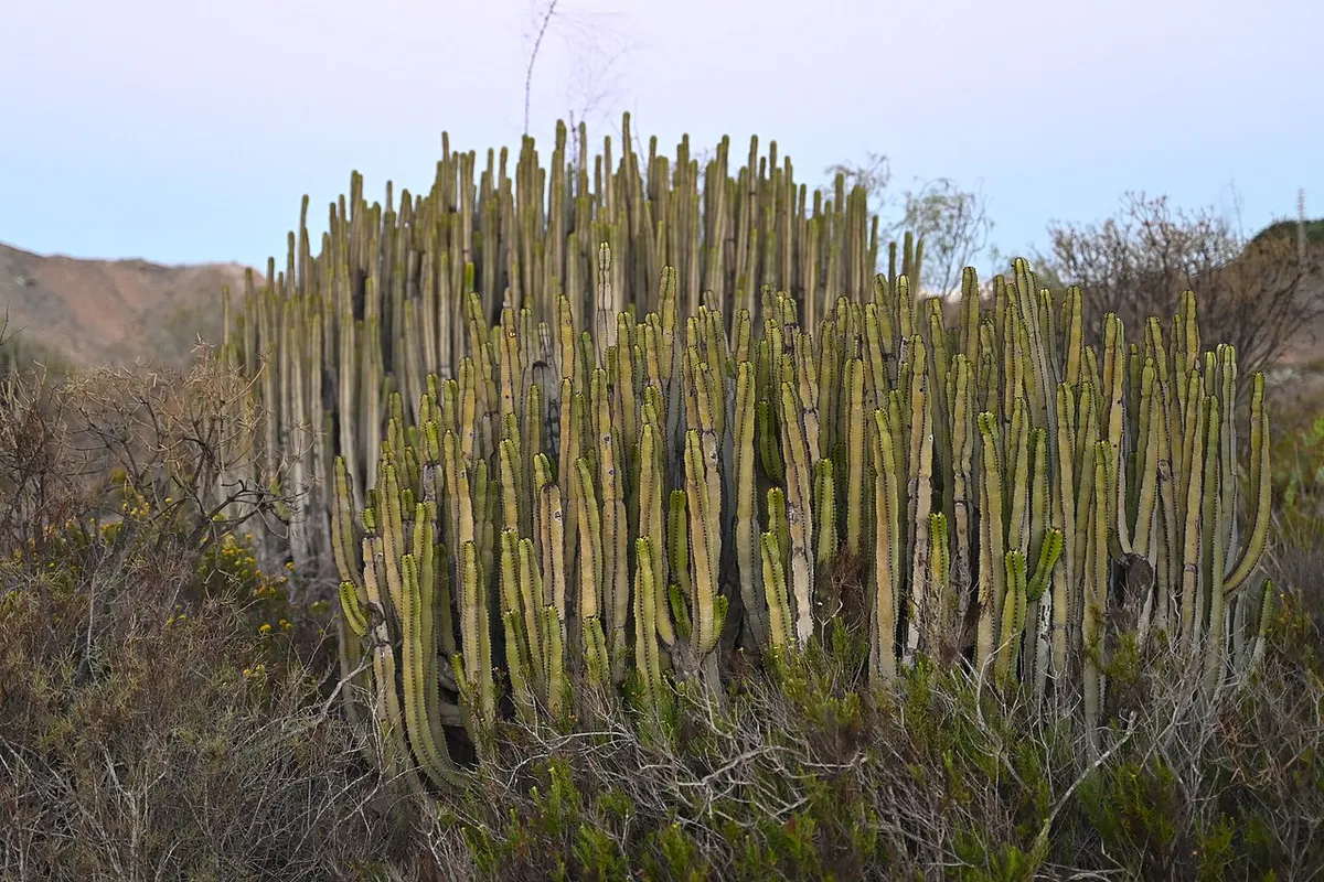 Cardón (Euphorbia canariensis) — foto real
