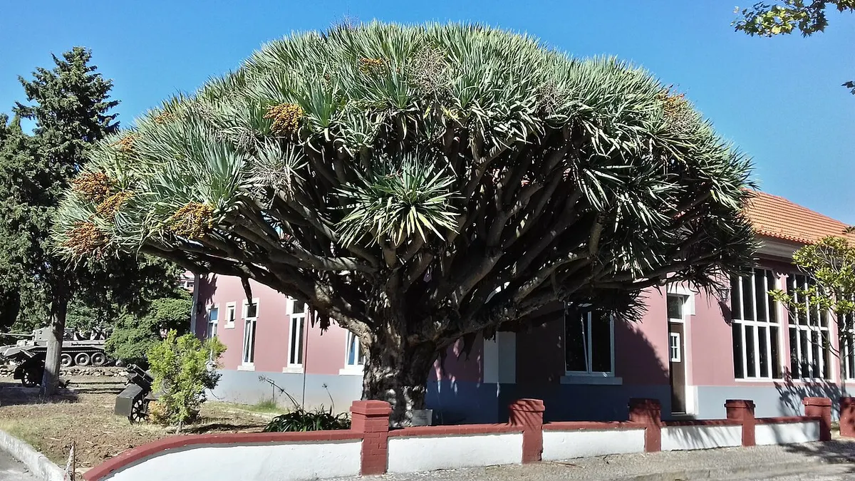Drago (Dracaena draco) — foto real