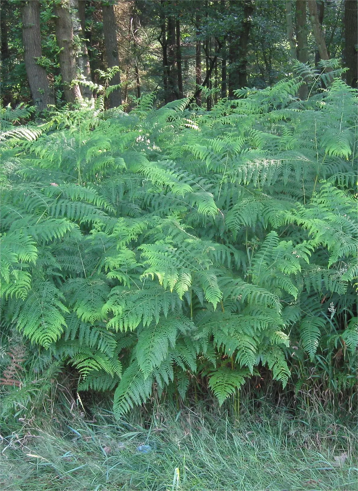 Helecho real (Pteridium aquilinum) — foto real
