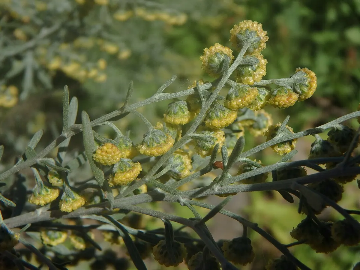 Incienso (Artemisia thuscula) — foto real