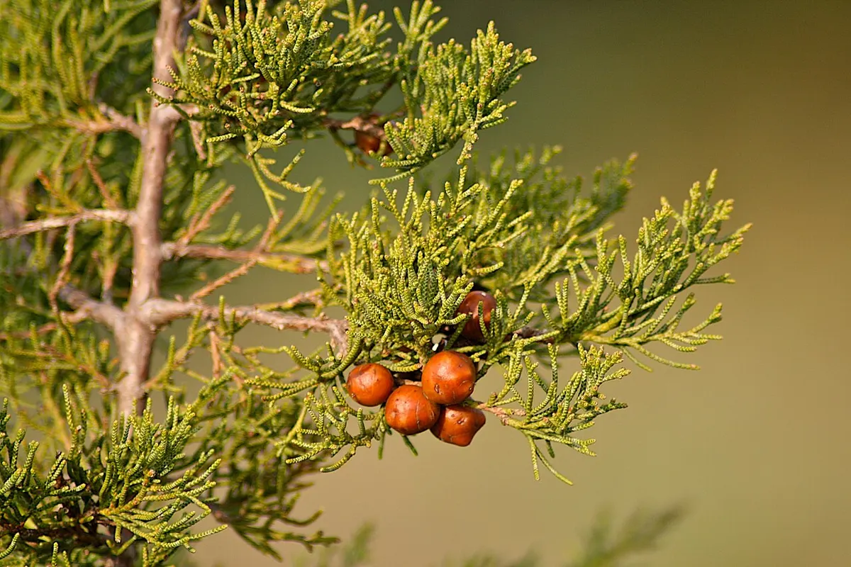 Sabina canaria (Juniperus turbinata) — foto real
