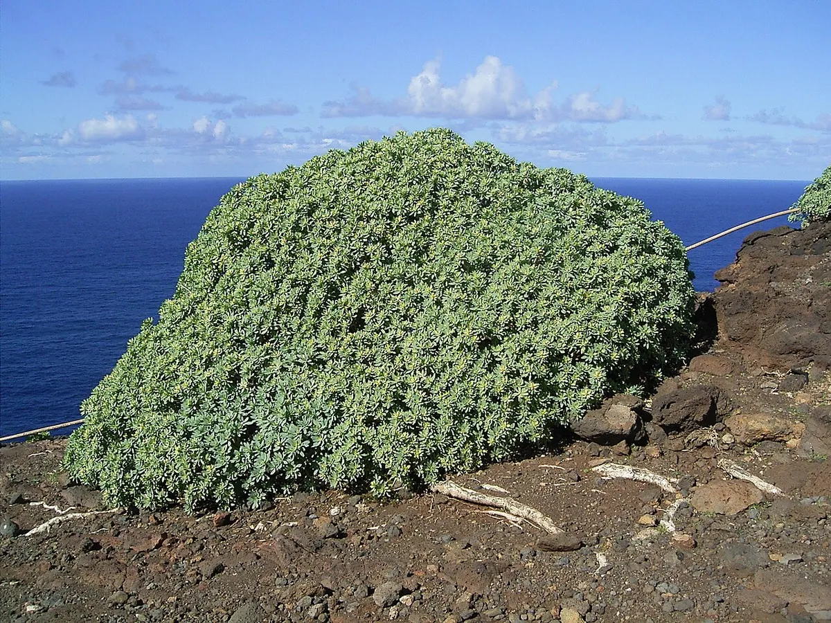 Tabaiba dulce (Euphorbia balsamifera) — foto real