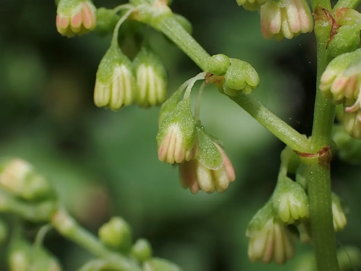 Vinagrera (Rumex lunaria) — foto real